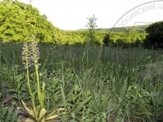 Orchis-punctulata_плодоношение